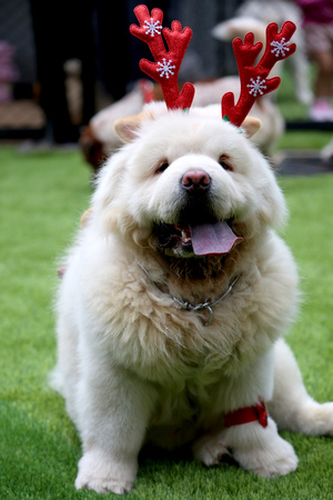 Chow Chow Dog wearing Christmas Accessories