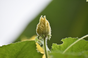 A yellow flower bud
