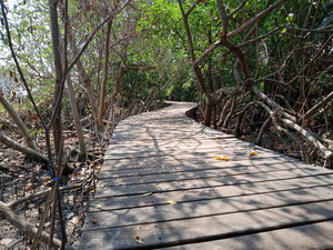 Mangrove fresh ,bridge pedestrian, asia