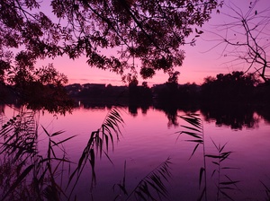 Dawn in purple nature