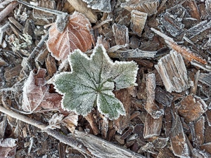 First Frost in the Winter Garden