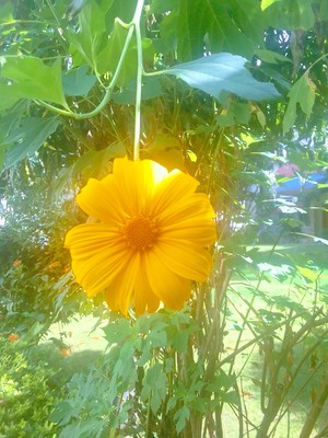 Yellow flower in a garden