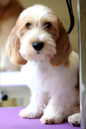 Terrier dog portrait