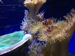 clown fishes in a tank