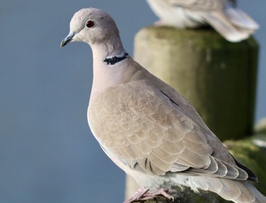 dove sitting on a post