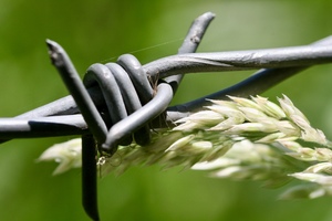 Barbwire with grass