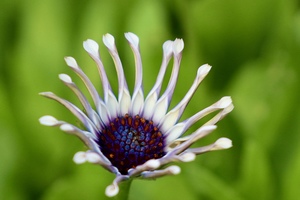 Close-up of flowerhead