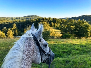 Exploring nature with horses
