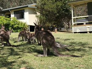 kangaroos grazing in front of lodge
