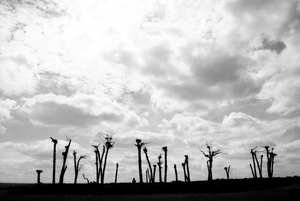 Dead trees by the road