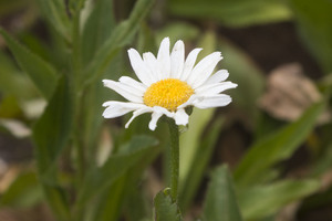 flower of white
