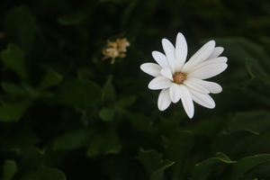 white flower power