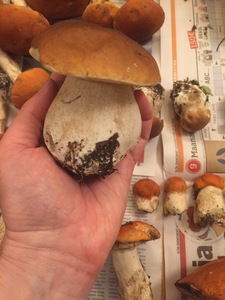 Mushroom Find -Boletus