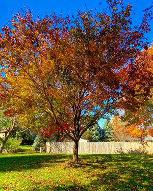 fall tree colors