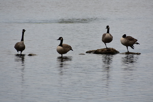 geese standing on one leg