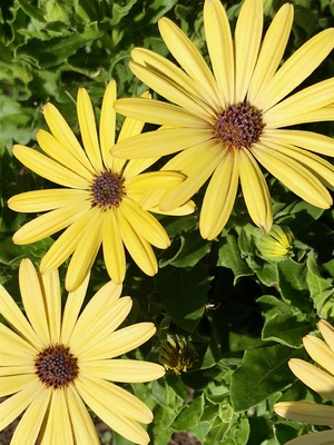 three beautiful yellow flowers