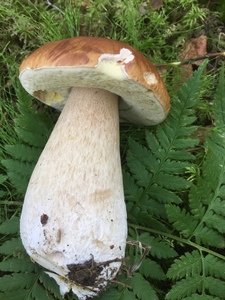 Boletus- The tastiest Finnish mushroom