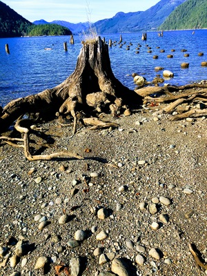 Stump on the beach