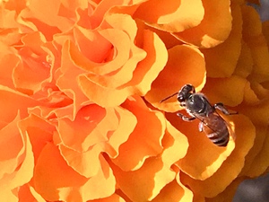A honeybee sucks Marigold flower as winter begins