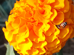 Bee sucking Marigold flower