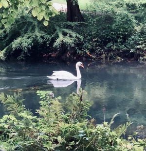 swan in creek in park