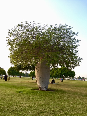 Solitaire tree in the park