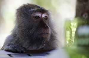 monkey in Borneo