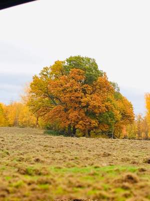 Colourfull tree a beautiful autumnday