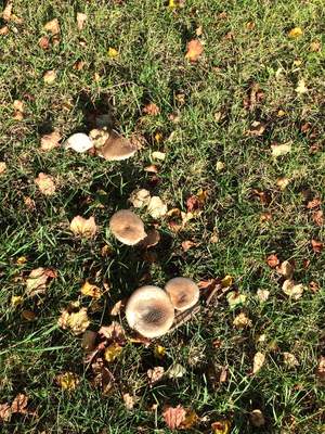 Muschroom a beautiful autumnday
