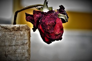A withered rose dying up.