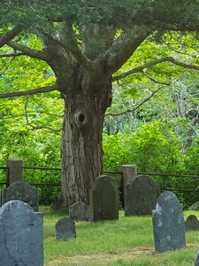 Ol witch graveyard