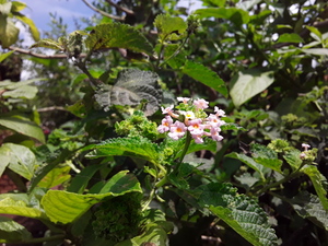 Garden plant with pink flowers