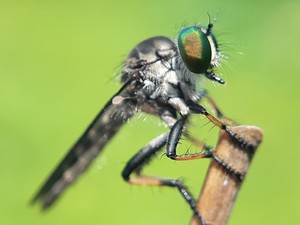 Macro photo of a fly