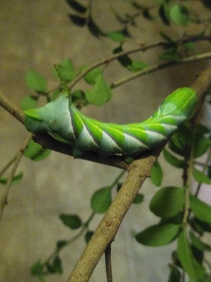 Close up of a green caterpillar