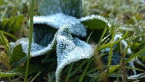 Frosty rime on leaf and grass