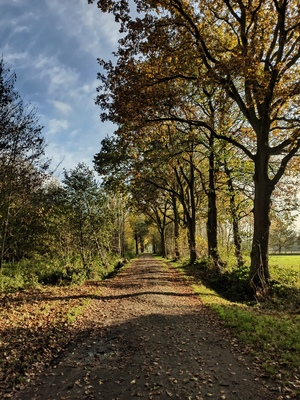 Autumn Lane in the Nature between fields