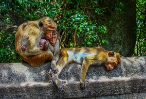 Monkey family at the zoo