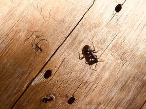 Ant on a wooden plank