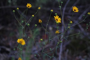 Unfiltered flower photos