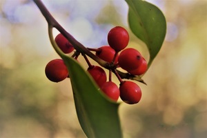 Close up of a red berry