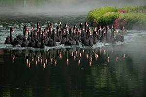 Group of black swans on the lake