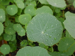 raindrops on nasturtiums