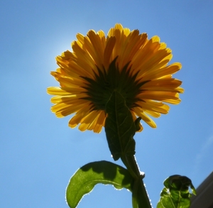 Wild sunflower aura