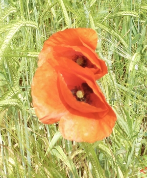 poppies in the breeze, France