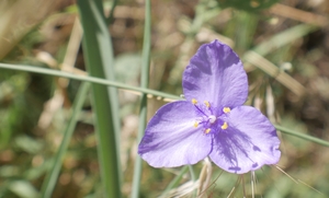 Purple mountain flower