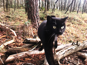 black cat in forest
