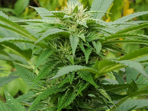 Cannabis marijuana weed