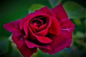Rose in dark pink