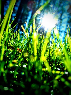 Sunshine to the grass