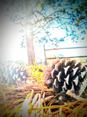 Pine cones fall during fall